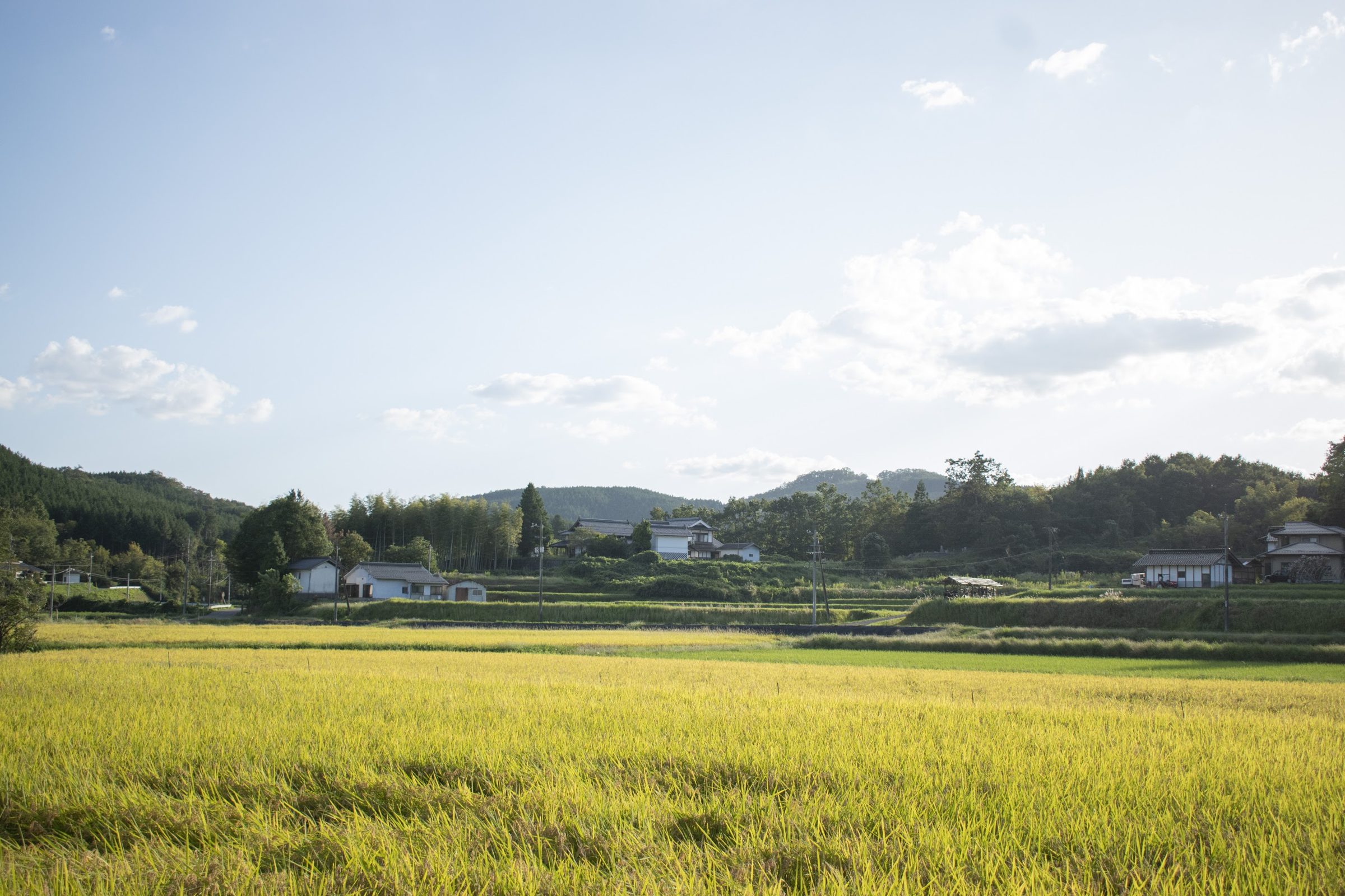 庄原の里山、実りの田園風景