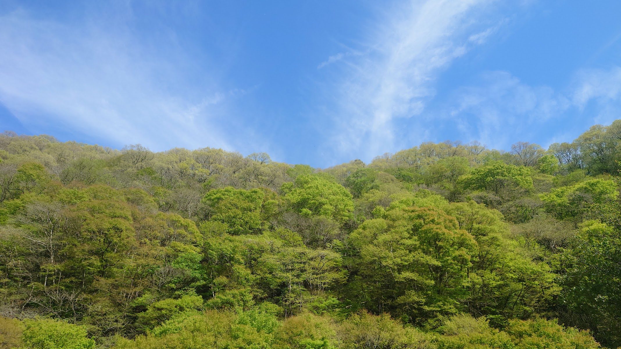 庄原の里山、新緑の風景